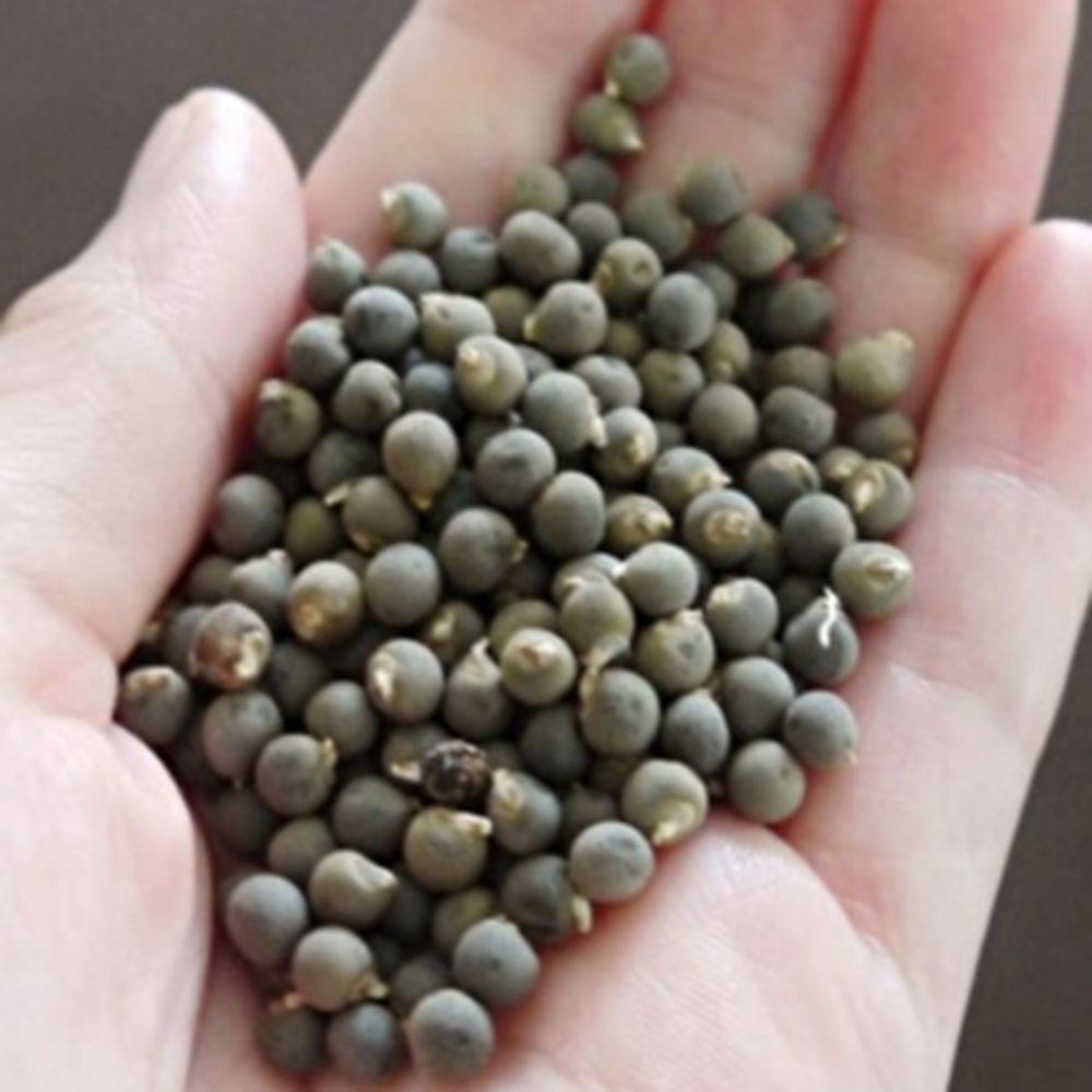 BAMYA TOHUMU 100 GR